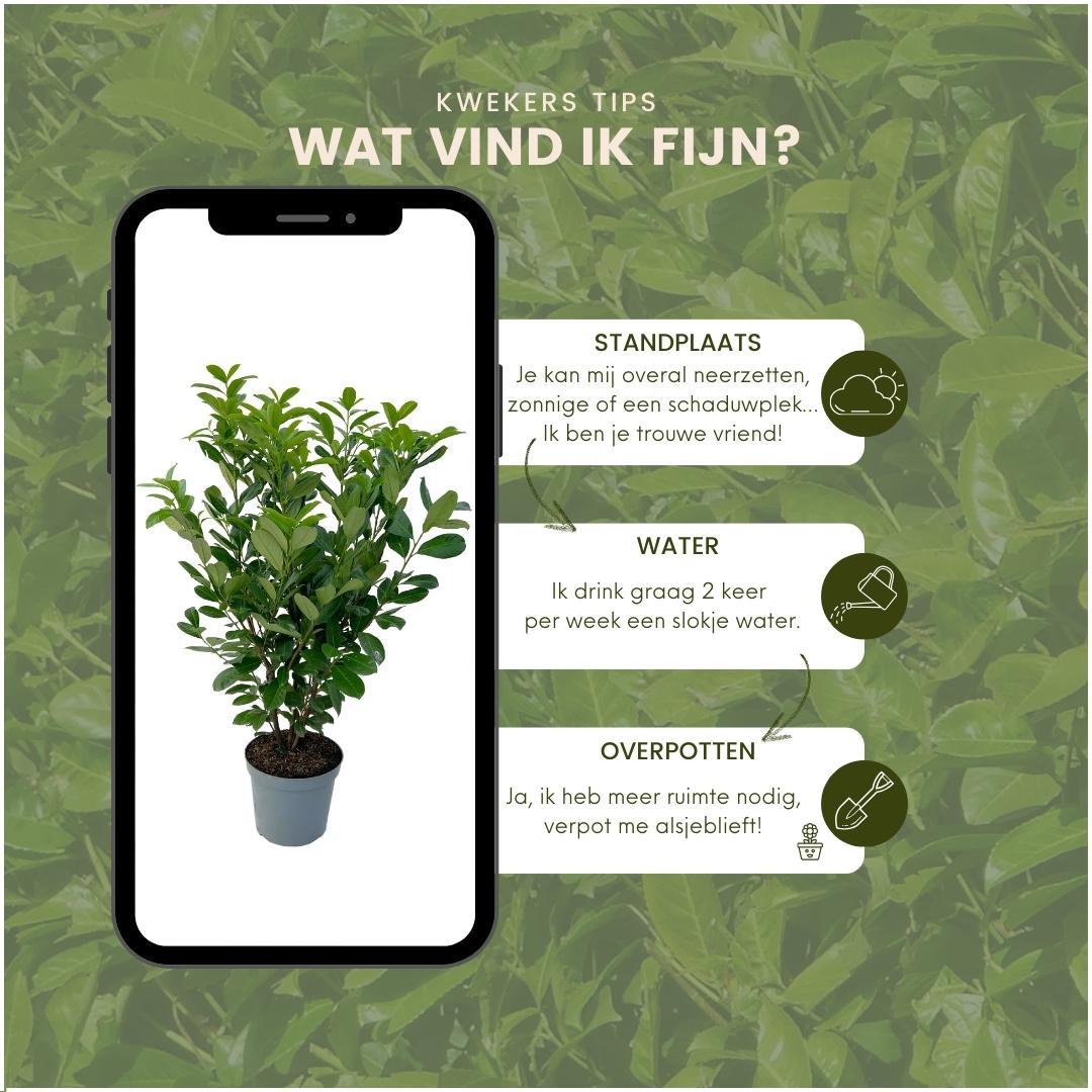 20x Large Cherry Laurel Rotundifolia for 10 linear meters of hedge - 125-150 cm - Ø35