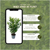 20x Large Cherry Laurel Rotundifolia for 10 linear meters of hedge - 125-150 cm - Ø35