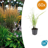 60x Calamagrostis acut. 'Karl Foerster'  - 10-25cm - Ø9