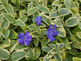 48x Vinca minor 'Blue and Gold' - 10-25cm - Ø9