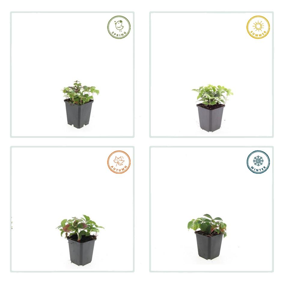 12x Cornus canadensis - 10-25cm - Ø9