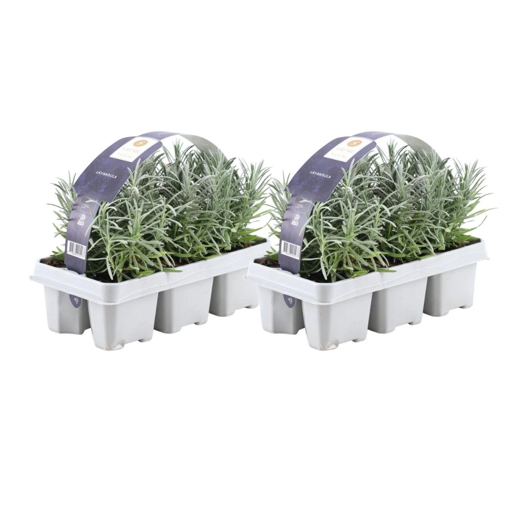 2x 6 pack Lavender angustifolia - 15 cm - Ø7