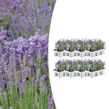 8 x 6 pack Lavender angustifolia - 15 cm - Ø7