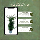 Large yew plants for 10 linear meters of hedge | - 12L - 20 x | ↨ 100-125 cm