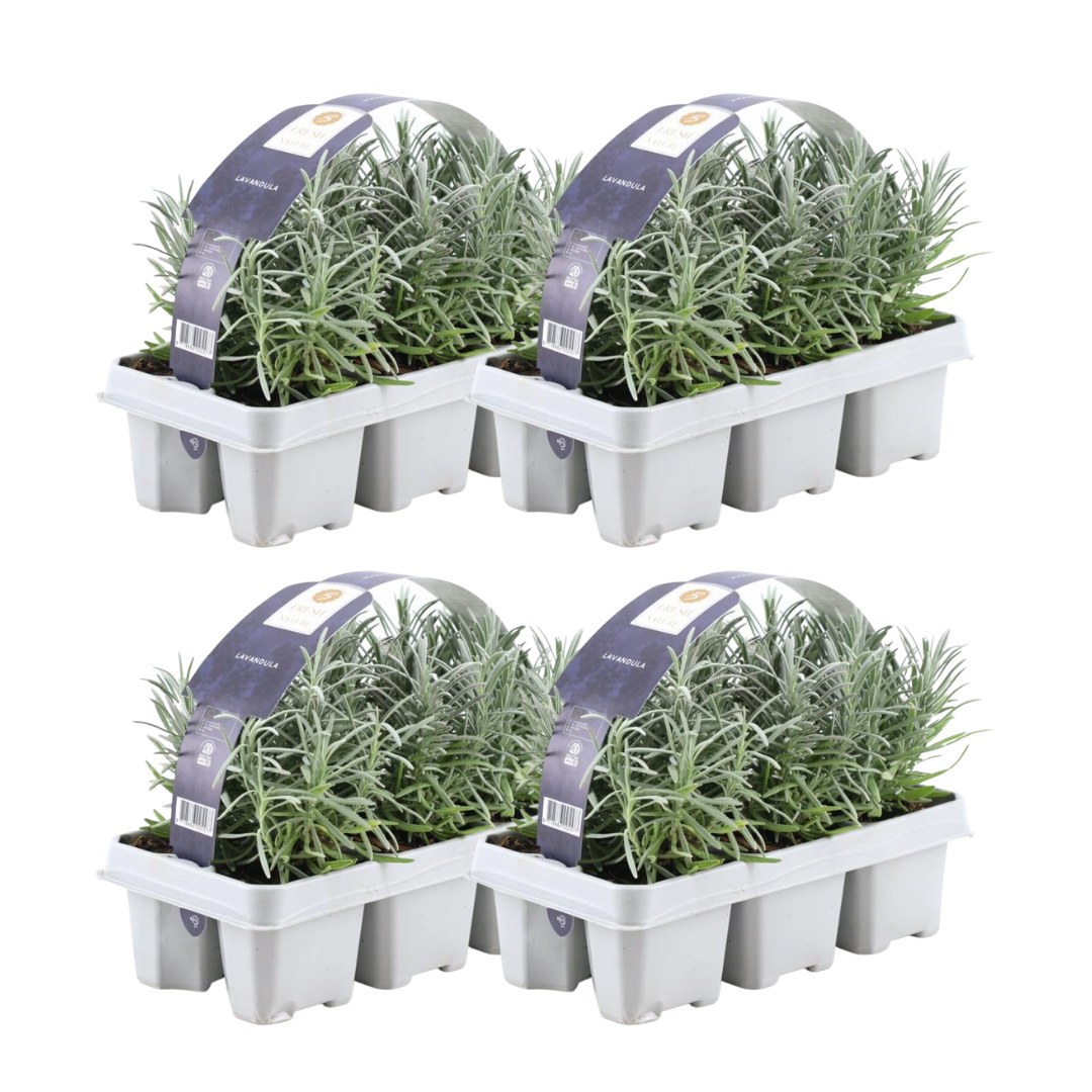 4x 6 pack Lavender angustifolia - 15 cm - Ø7