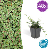 48x Cotoneaster pr. 'Queen of Carpets' - 10-25cm - Ø9