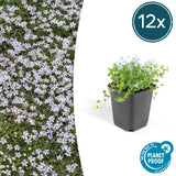 12x Isotoma fluviatilis - 10-25cm - Ø9