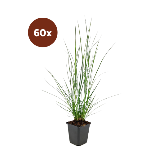 60x Pennisetum alopecuroides «Hameln» - 10-25 cm - Ø9