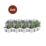 2 x 6 paquetes de Lavandula angustifolia - 15 cm - Ø7