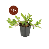 48x Persicaria aff. «Darjeeling Red» - 10-25 cm - Ø9