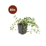 60x Vinca minor «Gertrude Jekyll» - 10-25 cm - Ø9