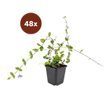 48x Vinca minor «Blue and Gold» - 10-25 cm - Ø9