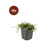 12x Leptinella squalida - 10-25 cm - Ø9