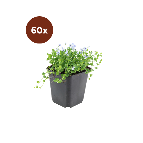 60x Isotoma fluviatilis «Alba» - 10-25 cm - Ø9