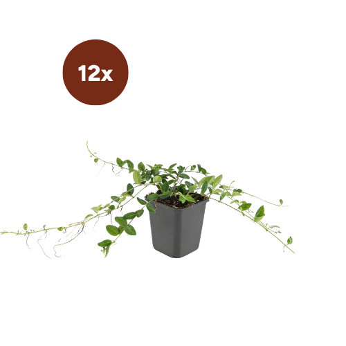 12x Vinca minor 'Alba' - 10-25 cm - Ø9
