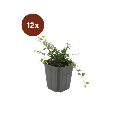 12x Cotoneaster pr. «Queen of Carpets» - 10-25 cm - Ø9