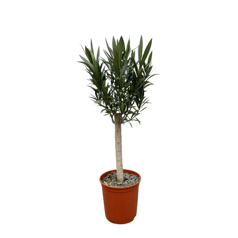 Nerium Oleander en tallo con flor rosa - 110 cm - Ø22