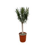 Nerium Oleander en tallo con flor rosa - 110 cm - Ø22