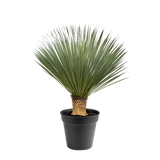 Yuca Rostrata - 100-120 cm - Ø40