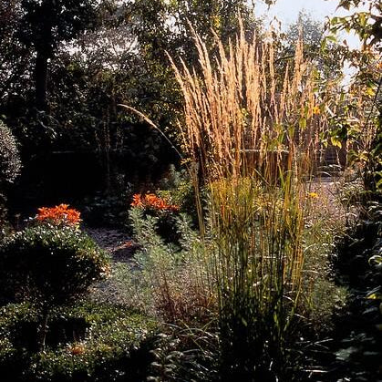 48x Calamagrostis acut. «Karl Foerster»  - 10-25 cm - Ø9