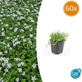 60x Isotoma fluviatilis «Alba» - 10-25 cm - Ø9