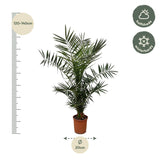 Phoenix Canariensis - 140 cm - Ø21