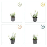 48x Euonymus fort. «Harlequin» - 10-25 cm - Ø9