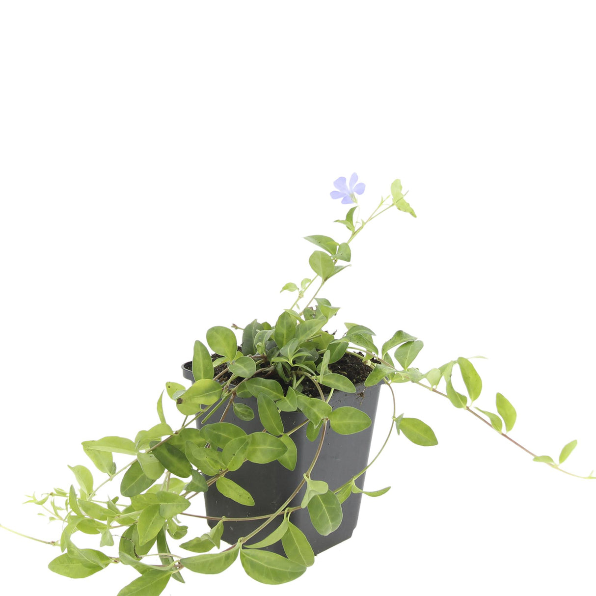 48x Vinca minor - 10-25 cm - Ø9