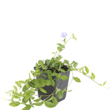 48x Vinca minor - 10-25 cm - Ø9