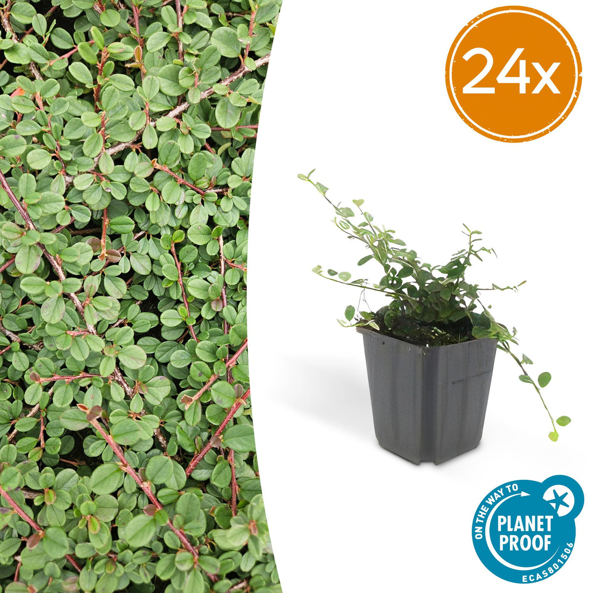 24x Cotoneaster pr. «Queen of Carpets» - 10-25 cm - Ø9