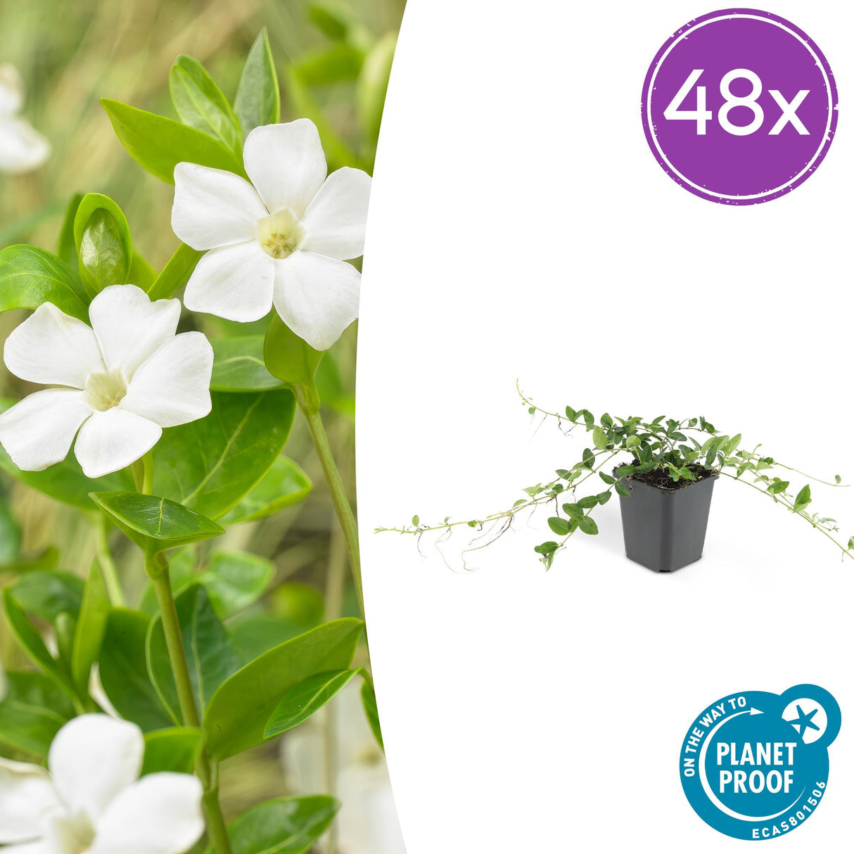 48x Vinca minor «Alba» - 10-25 cm - Ø9