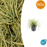 60x Carex oshim. «Evergold»  - 10-25 cm - Ø9