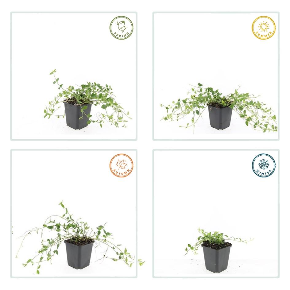 60x Vinca minor «Gertrude Jekyll» - 10-25 cm - Ø9