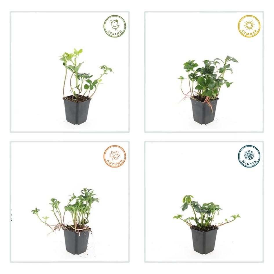 48x Pachysandra term. «Green Sheen» - 10-25 cm - Ø9