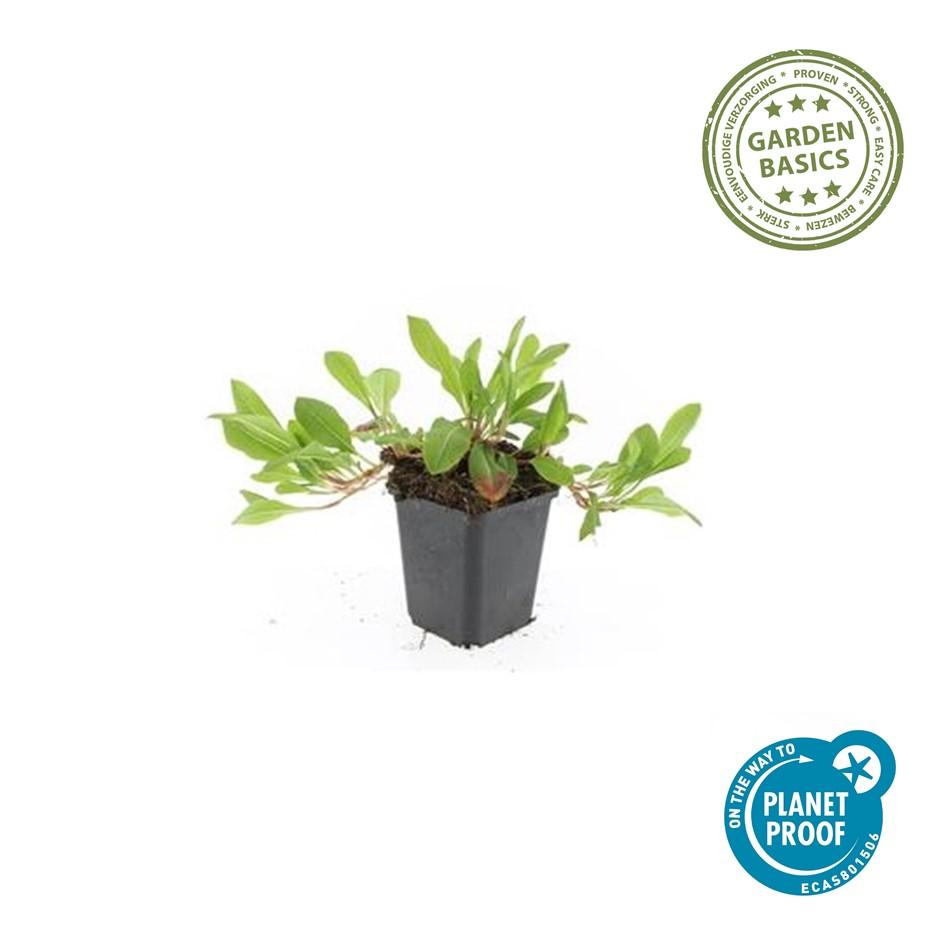 48x Persicaria aff. «Darjeeling Red» - 10-25 cm - Ø9