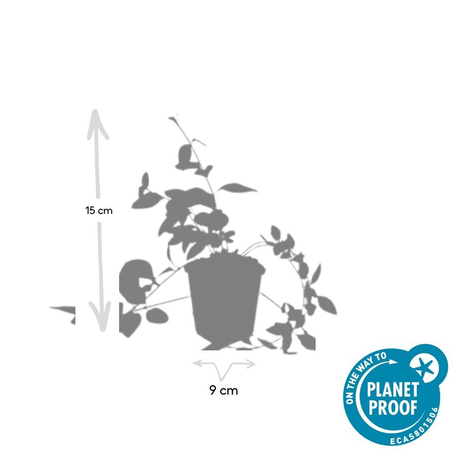 12x Vinca major 'Alba' - 10-25 cm - Ø9