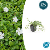 12x Vinca minor «Gertrude Jekyll» - 10-25 cm - Ø9