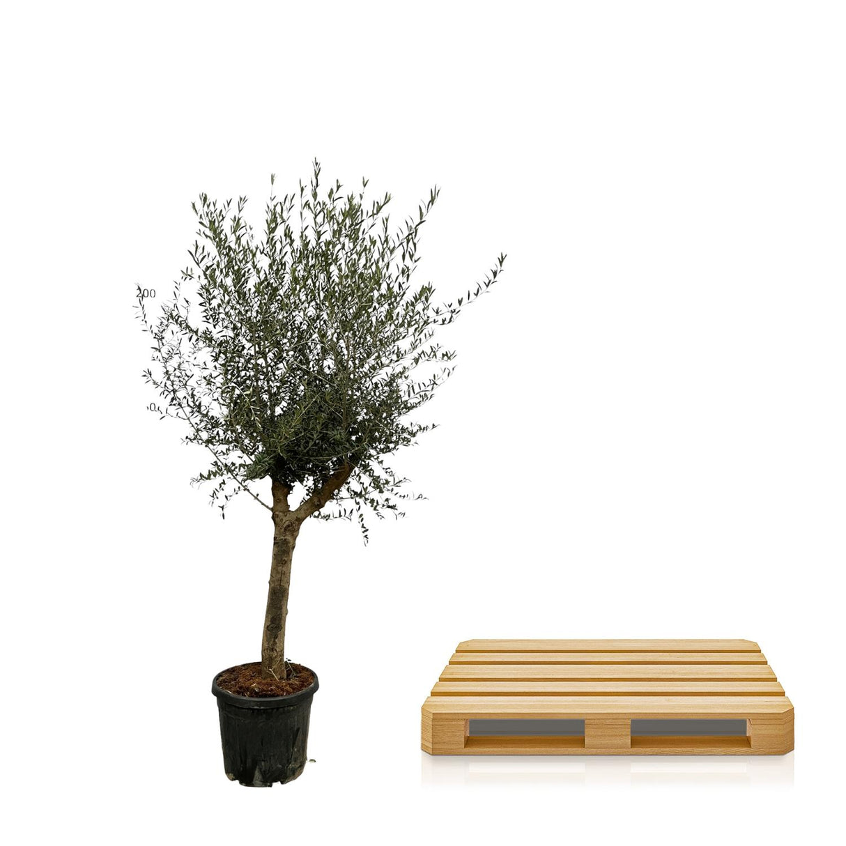 Olea Lorc - 200 cm - Ø45