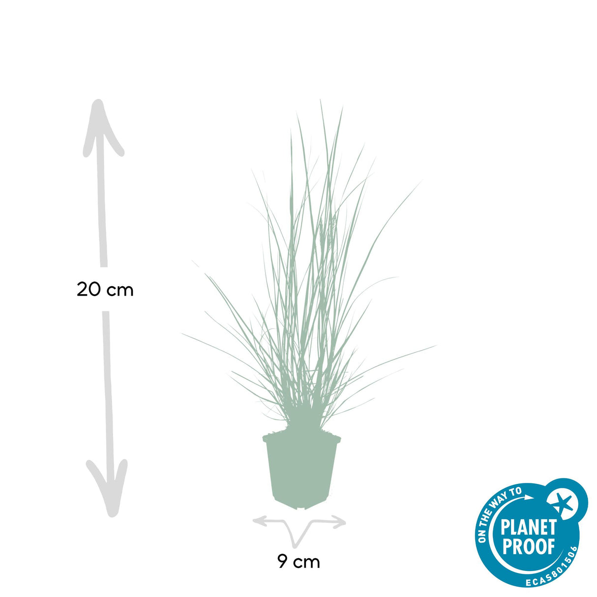 24x Pennisetum alopecuroides «Hameln» - 10-25 cm - Ø9