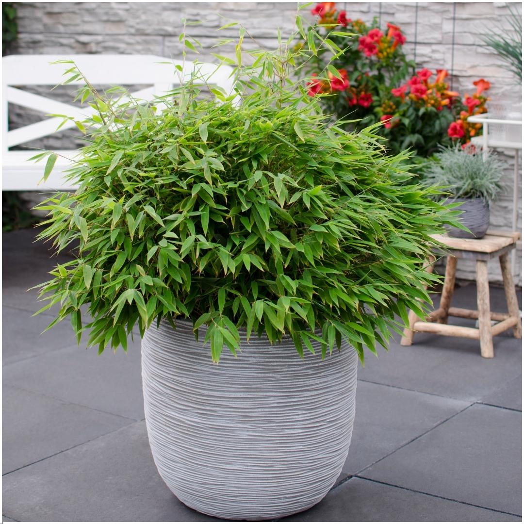 Fargesia Moontears Boobux XL - 70 cm - Ø29