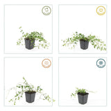 48x Vinca minor «Gertrude Jekyll» - 10-25 cm - Ø9