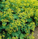 24x Alchemilla mollis - 10-25 cm - Ø9