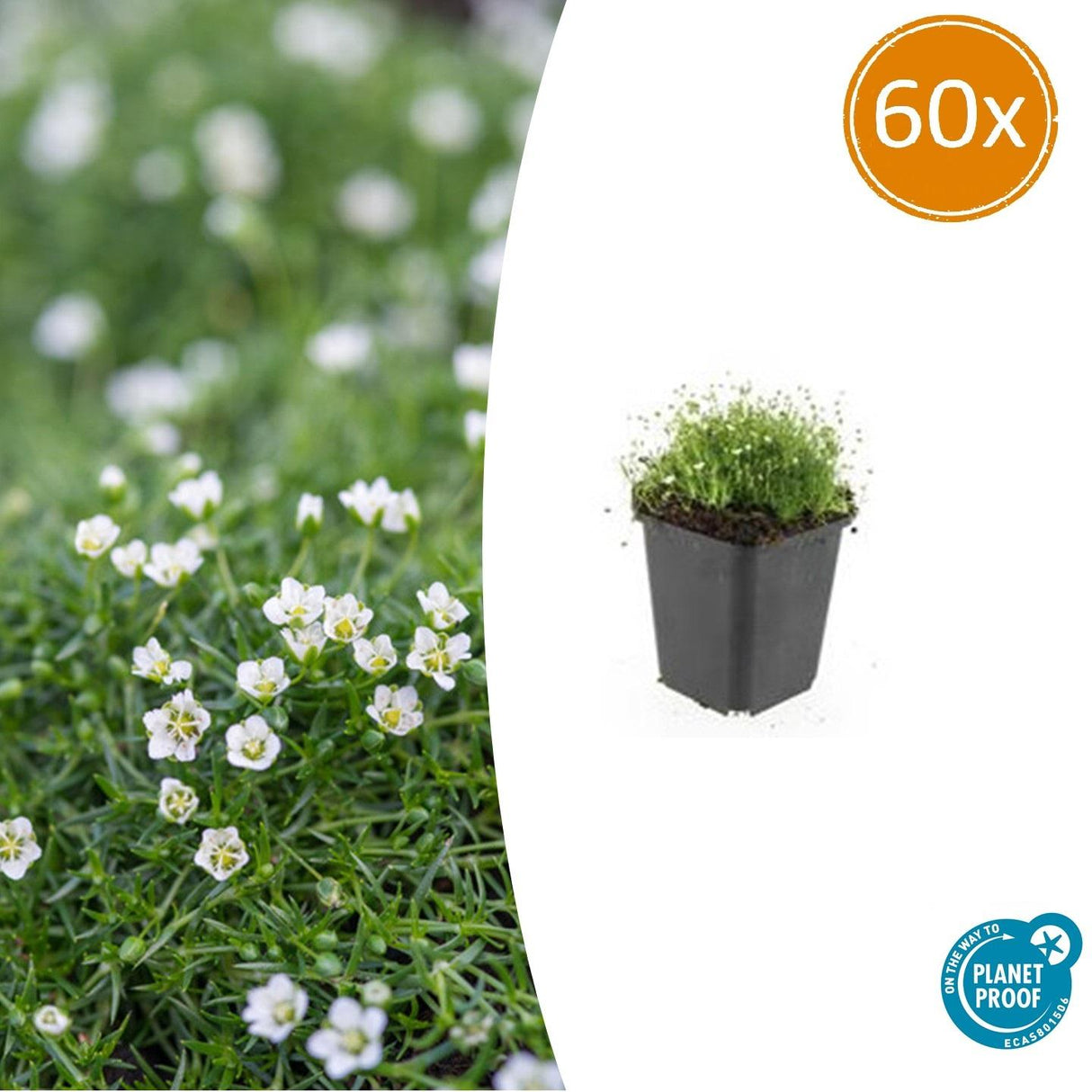 60x Sagina subulata - 10-25 cm - Ø9