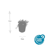 60x Isotoma fluviatilis «Alba» - 10-25 cm - Ø9