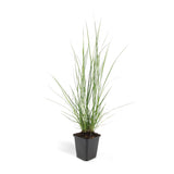 60x Pennisetum alopecuroides «Hameln» - 10-25 cm - Ø9