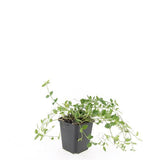 48x Vinca minor «Gertrude Jekyll» - 10-25 cm - Ø9