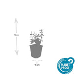 48x Euonymus fort. «Harlequin» - 10-25 cm - Ø9