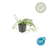 12x Vinca minor «Gertrude Jekyll» - 10-25 cm - Ø9