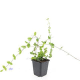 48x Vinca minor «Blue and Gold» - 10-25 cm - Ø9