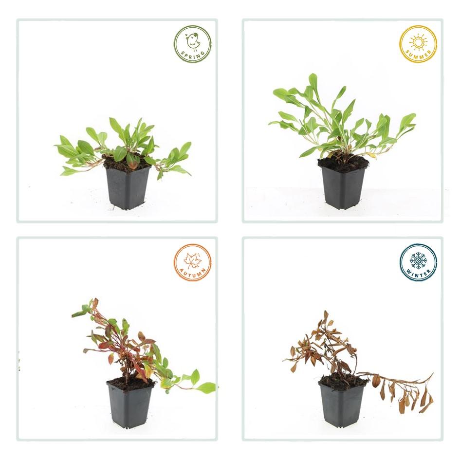 48x Persicaria aff. «Darjeeling Red» - 10-25 cm - Ø9